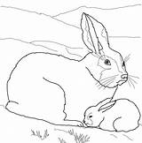 Coloring Baby Pages Hare Arctic Printable Mother Animals Animal Manatee Color Clipart Supercoloring Cute Drawing Colouring Hares Fox Sheets Mom sketch template