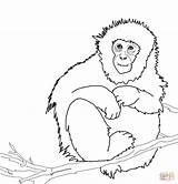 Macaco Macaque Howler Macaques Colorare Ausmalbilder Printable Disegni Monkeys Japonés sketch template