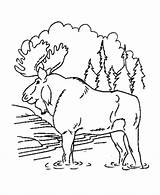 Coloring Pages Alaska Animal Moose Animals Bull Wild sketch template