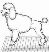 Poodle Coloring Pages Dog Pudel Poodles Printable Toy Color Drawing sketch template