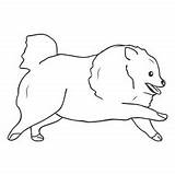 Pomeranian Corriendo Pomerania Golpe Cerebrovascular Accidente Vexels sketch template