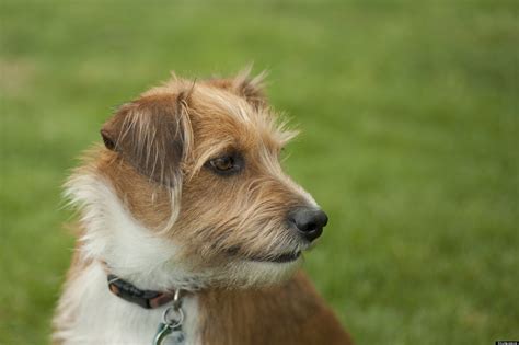 mixed breed dog adoption reasons  love  mutt huffpost