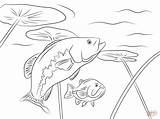 Bass Coloring Pages Largemouth Getcolorings sketch template