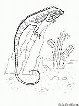 Iguana Iguane Roca Lagartos Leguan Roccia Selvagens Rocha Colorkid Animali Selvatici Rocher Sauvages Salvajes Reptiles Pintar sketch template