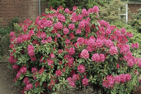 Rhododendron Cynthia Flowers Stock Image B590 0881 Science