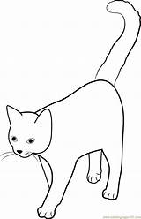 Tail Coloring Cat High Pages Kids Coloringpages101 sketch template