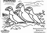 Coloring Pages Puffins Puffin Resources Natural Newfoundland Edupics Popular Getcolorings Printable Large sketch template