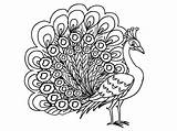 Peacock Coloring Pages Peahen Beautiful Female Printable Drawing Bird Outline Peacocks Painting Glass Animal Kidsplaycolor Getdrawings Book Print Size Getcolorings sketch template