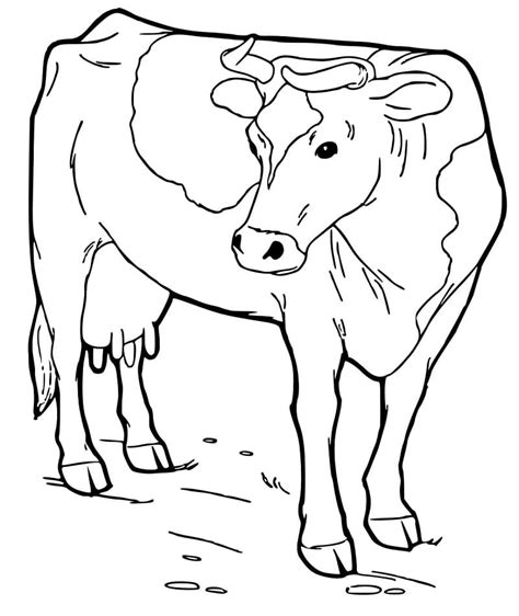 texas longhorn  coloring page  printable coloring pages  kids