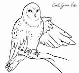 Owl Snowy Coloring Drawing Pages Getdrawings Printable Getcolorings Cartoon sketch template