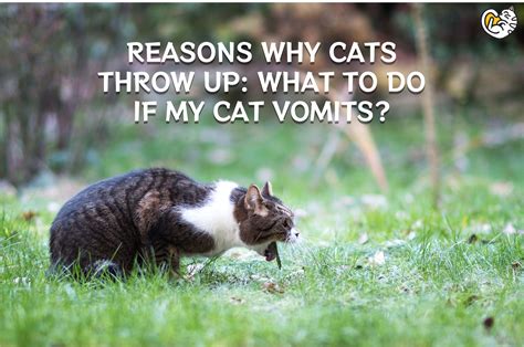Reasons Why Cats Throw Up What To Do If My Cat Vomits