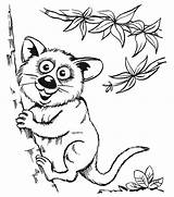 Coloring Opossums sketch template
