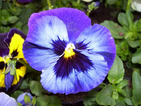 viooltje viooltjes bloemen de gratis foto op pixabay pixabay