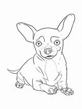 Chihuahua Teacup Coloring Gambar sketch template