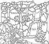 Rainforest Coloring Pages Printable Tropical Trees Forest Layers Rain Colouring Color Getcolorings Animals Sheets Print Getdrawings Printables Colorings sketch template