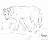Wolf Cartoon Coloring Pages Step Printable Howling Moon Getcolorings Getdrawings Drawing sketch template