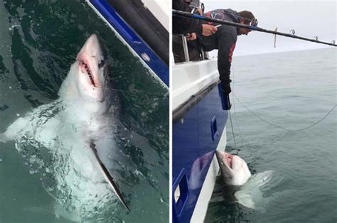 shark attack devon nine foot porbeagle caught in british waters daily star