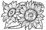 Coloring Sunflowers Sunflower Pages Printable Adults Supercoloring Adult Sheets Flowers Flower Drawing Books Beautiful Kids Book Templates Categories Floral sketch template