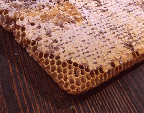 de honing van de honingraat stock foto image  voedsel bijenkorf