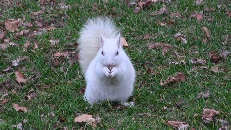 famous white squirrels  brevard nc