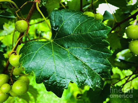 muscadine leaf photograph  tina  powell fine art america