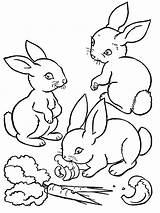 Rabbit Coloring Velveteen Pages Getcolorings Bunnies sketch template