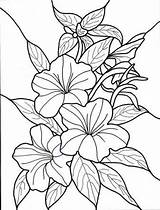 Frangipani Coloring 900px 63kb sketch template