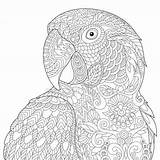 Mandala Guacamaya Zentangle Mandalas Arara Papagei Calopsita Kolorowanki Estilizada Colorir Papuga Macaw Parrot Perroquet Imprimir Stylisé Stylized Stylise Loro Vetores sketch template