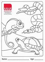 Aaha Lizard sketch template