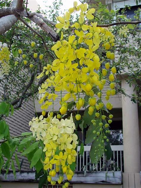 flowers from the april showers tree golden showers rain tree tropical garden plants garden