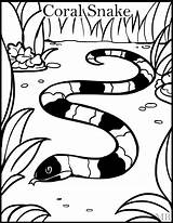 Snake Coloringpage Cottonmouth sketch template