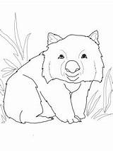 Wombat Coloring Pages Getcolorings Printable Australian Animals sketch template