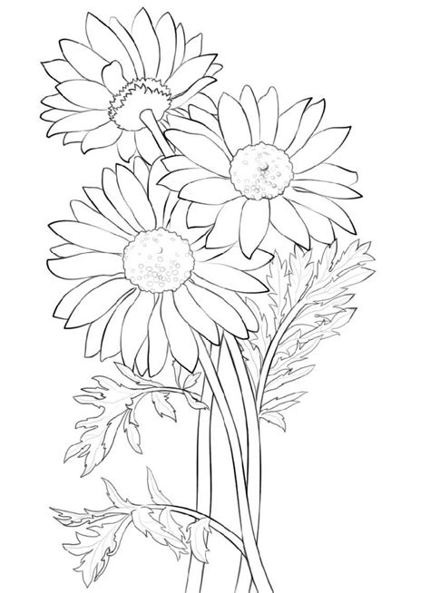 flower coloring daisy  worksheets