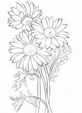 Daisy Coloring Flower K5 Worksheets sketch template