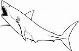 Nurse Shark Drawing Clipartmag Coloring sketch template