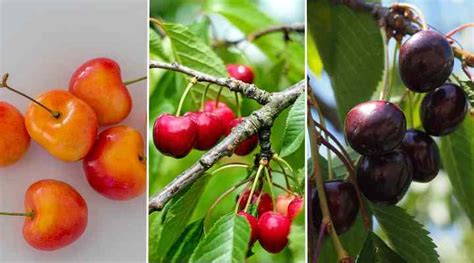 types  cherry trees leaves flowers fruit pictures