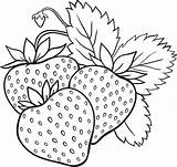 Coloring Strawberry Pages Fruits Print Vegetables sketch template