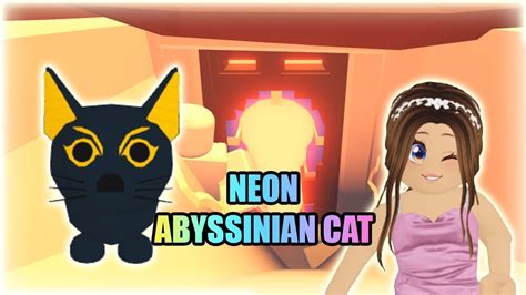 making   neon abyssinian cat     care   adopt  youtube