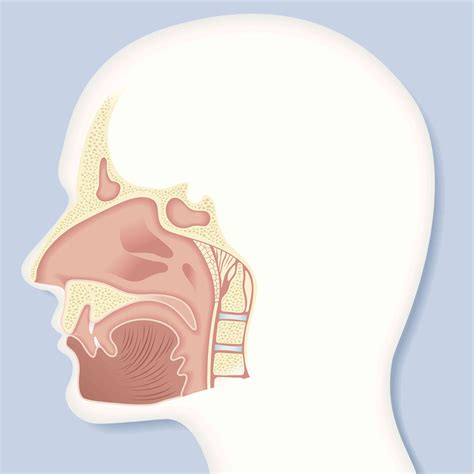 nasal cavity anatomy function  treatment