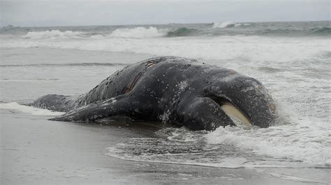 dead whale on ocean beach in san francisco bay area is 9th since march