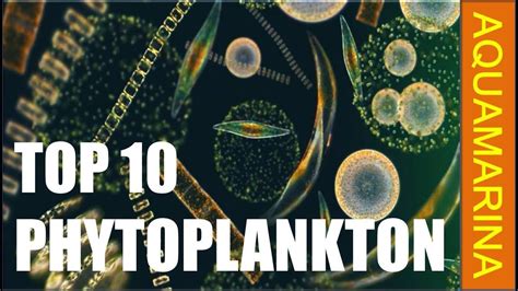 Different Types Of Phytoplankton Youtube