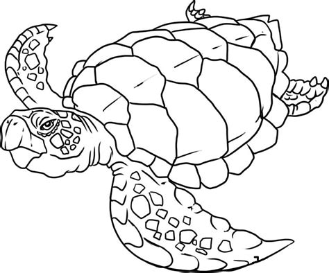 printable pictures  sea animals coloring home