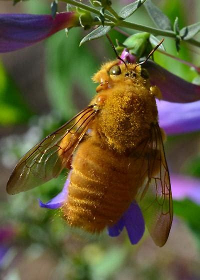golden bee xylocopa sonorina bugguidenet