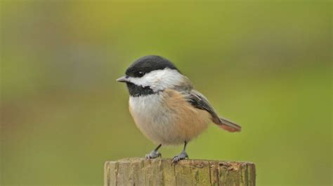 types  chickadees identification types  facts