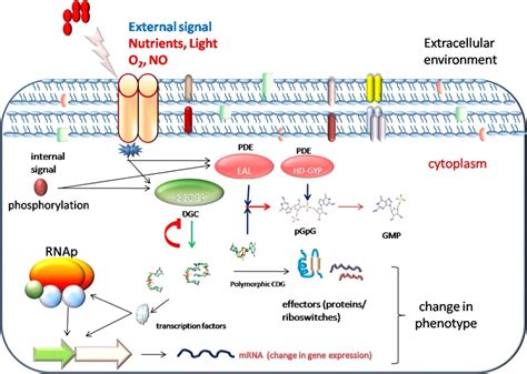 quorum sensing  biofilm formation  mycobacteria role  cdigmp