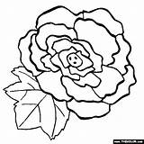 Coloring Begonia Flower Flowers Online Pages Color Thecolor sketch template