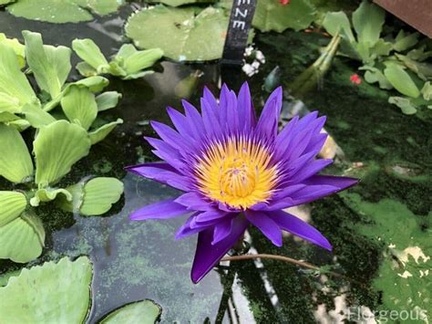 water lilies flower types colors  pictures florgeous
