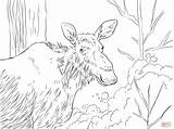 Moose Coloring Pages Elk Printable Drawing Books Dot Eastern Skip Main sketch template