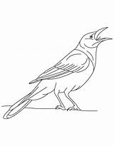 Crow Bird Coloring Grackle Iridescent Drawing Pages Kids Getdrawings Color Getcolorings Printable sketch template