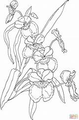 Orchid Coloring Pages Drawing Flower Printable Flowers Orchids Pansy Miltonia Tattoo Book Drawings Aloe Vera Color Clipart Patterns Designs Tree sketch template